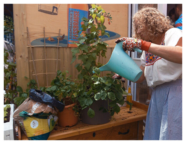 Eine Frau gießt die Erdbeerpflanze in dem Topf