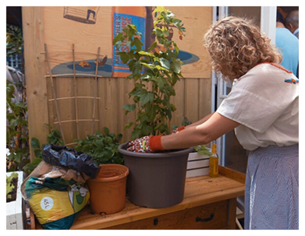 Eine Frau düngt die Erdbeerpflanze in dem Topf