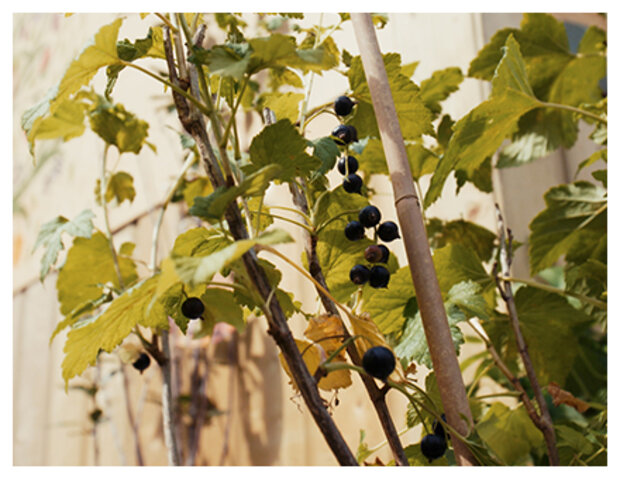 Eine Pflanze mit vielen Früchten